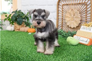 Archie - puppy for sale