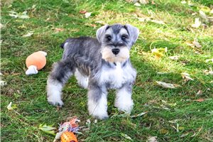 Holden - Miniature Schnauzer for sale