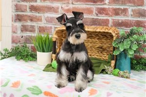 Larry - Miniature Schnauzer for sale
