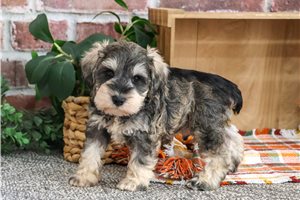 Holden - puppy for sale