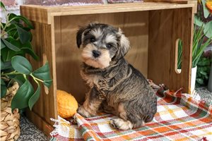 Hunter - Miniature Schnauzer for sale