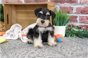 Wendell - Schnauzer, Miniature for sale