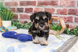 Lenny - puppy for sale