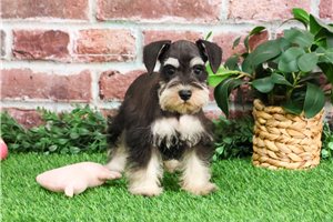 Amaya - Schnauzer, Miniature for sale