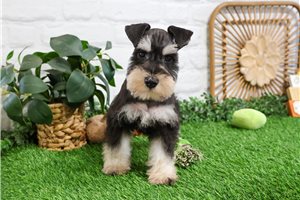Albert - puppy for sale
