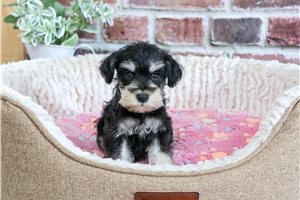 Wren - Schnauzer, Miniature for sale