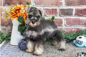Linus - Miniature Schnauzer for sale