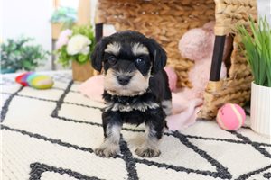 Natalie - puppy for sale