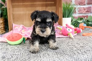 Taylor - puppy for sale