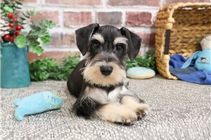 Alex - Schnauzer, Miniature for sale