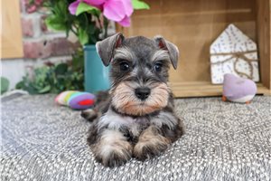 Zepra - Miniature Schnauzer for sale