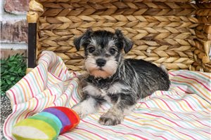 Rachelle - puppy for sale
