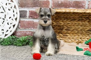 Angel - puppy for sale