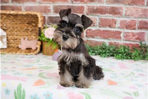 Louisa - Schnauzer, Miniature for sale