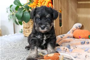 Lucas - puppy for sale