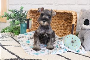 Kayden - Schnauzer, Miniature for sale