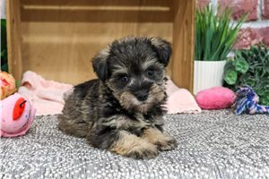 Jade - puppy for sale