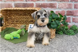 Jack - Schnauzer, Miniature for sale