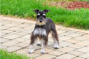 Rachel - Schnauzer, Miniature for sale