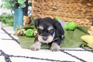 Nolan - puppy for sale