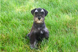 Lincoln - Schnauzer, Miniature for sale
