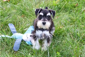 Walker - puppy for sale