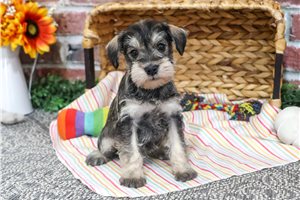 Rylee - puppy for sale