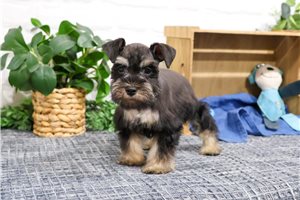 Diaz - puppy for sale