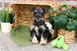 James - Schnauzer, Miniature for sale