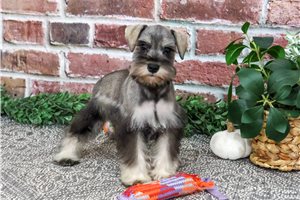 Jersey - Miniature Schnauzer for sale