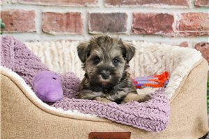 Josephine - puppy for sale