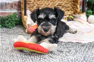 Regina - puppy for sale