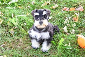 Heath - Miniature Schnauzer for sale