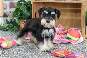 Wren - Miniature Schnauzer for sale