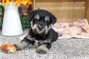 Ludwig - puppy for sale