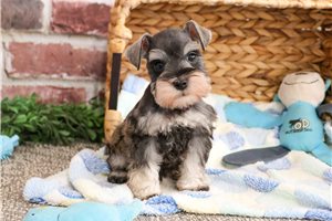 Lance - Schnauzer, Miniature for sale