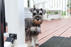 Honey - Schnauzer, Miniature for sale