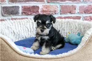 Walker - Schnauzer, Miniature for sale