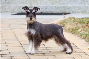 Erica - Schnauzer, Miniature for sale