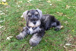 Horatio - Miniature Schnauzer for sale