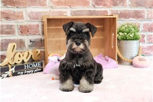 Anne - puppy for sale