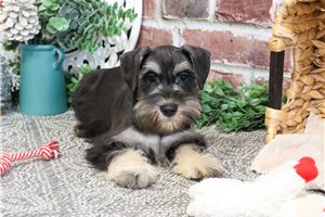 Dacks - Schnauzer, Miniature for sale