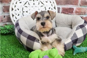 Joel - puppy for sale