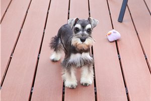 Adda - Schnauzer, Miniature for sale