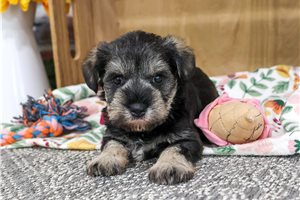 Lacey - puppy for sale