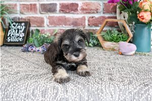 Lainy - Schnauzer, Miniature for sale