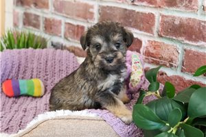 Kinsley - Schnauzer, Miniature for sale