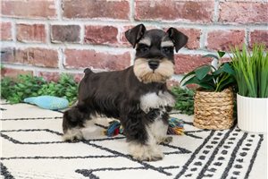 Nolan - Schnauzer, Miniature for sale