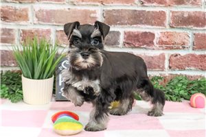 Sierra - Miniature Schnauzer for sale