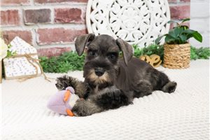 Kiara - Schnauzer, Miniature for sale